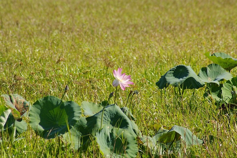 2009-11-06 22-01-08_2.jpg - eine Lotusblume